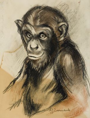 Chimpansee -zonder lijst-